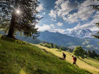 Wandern in Wengen über grüne Wiesen mit einem imposanten Bergpanorama am Horizont.