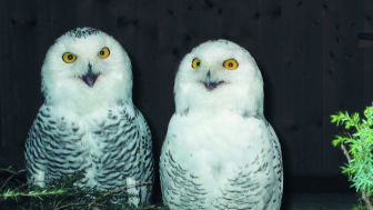 Alpenvogelpark Grindelwald