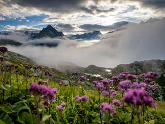 Bluemenwiese oberhalb der Nebelgrenze. Die am Horizont zu sehenden Berge werden von Wolken überdeckt.