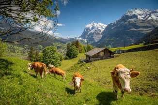 Frühlingslandschaft in Grindelwald. Aussicht auf Dorf und Tal, sowie auf den Eiger.